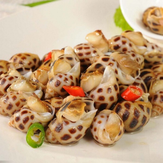 Ốc hương sống, nuôi an toàn VietGAP